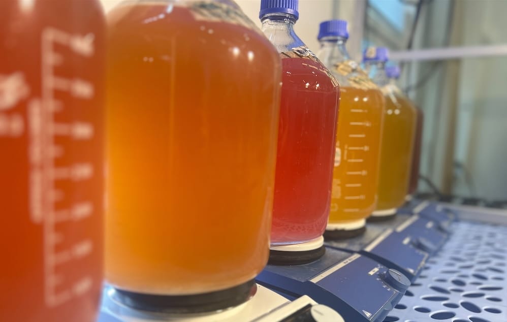 Glass laboratory bottles containing cultures of purple bacteria in different growth stages, showing shades of orange, red, and yellow.