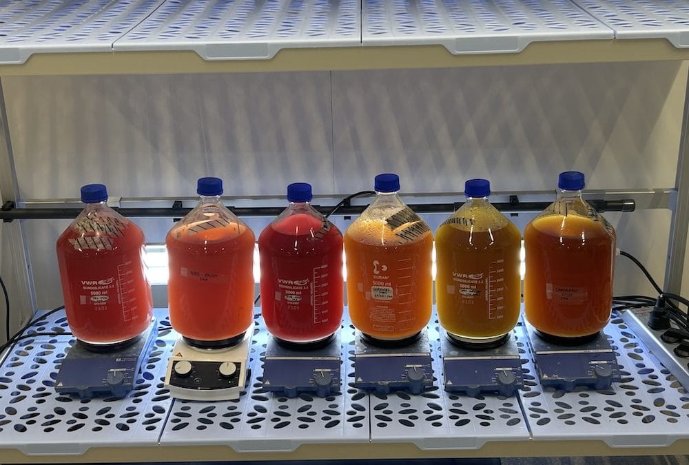 UMONS Team Advances Purple Bacteria Research in PURPLE4LIFE Project