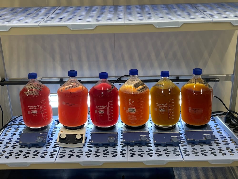 Six large flasks containing orange to red liquid cultures of purple bacteria under laboratory light conditions, part of the UMONS team’s ongoing research within the PURPLE4LIFE project
