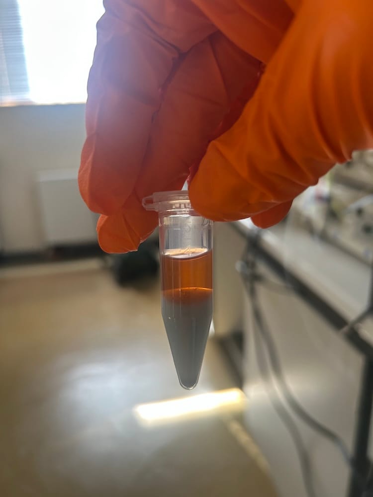 Six large flasks containing orange to red liquid cultures of purple bacteria under laboratory light conditions, part of the UMONS team’s ongoing research within the PURPLE4LIFE project.