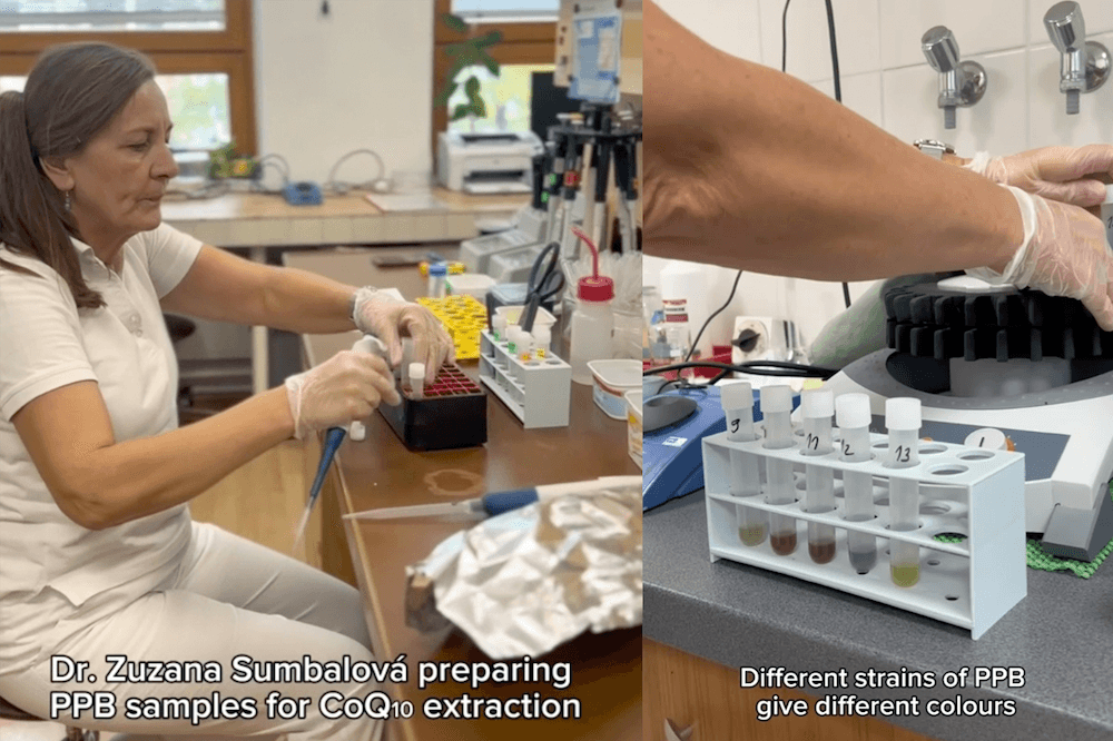 Split-screen image showing laboratory work. On the left, Dr. Zuzana Sumbalová is preparing PPB samples for CoQ10 extraction using a pipette at a lab bench. On the right, several test tubes with PPB samples of different colors are placed in a rack, illustrating how different strains produce different pigments.