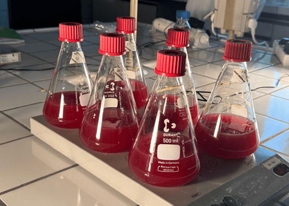 Several 500 mL Erlenmeyer flasks with red-purple PPB liquid cultures are placed on a laboratory shaker, each sealed with a red cap and labeled, in a brightly lit lab environment.