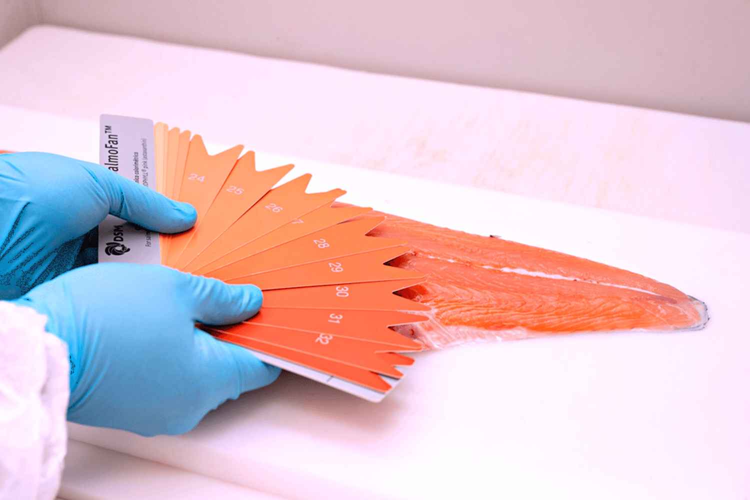 Gloved hands using a color fan scale to assess the flesh color of a salmon fillet on a white surface.