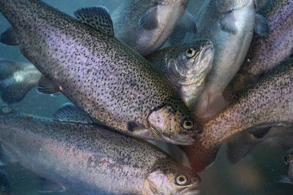 Close-up of several farmed trout swimming underwater in a crowded aquaculture tank, showing silvery bodies with dark speckles.