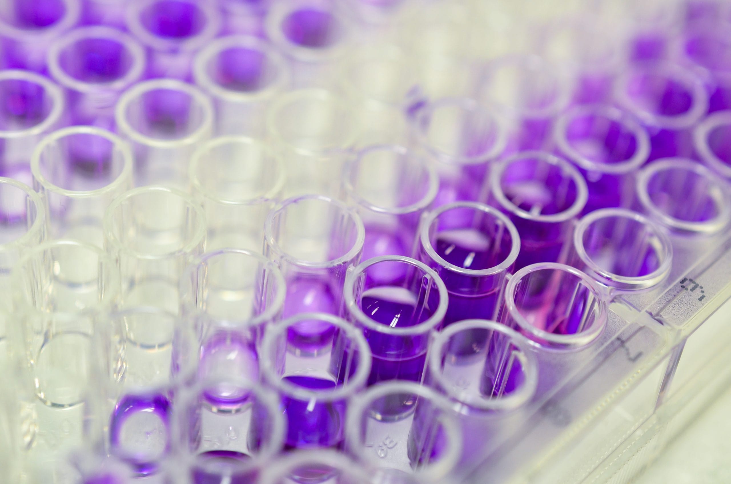 Close-up of a 96-well laboratory plate with several wells containing purple liquid samples.