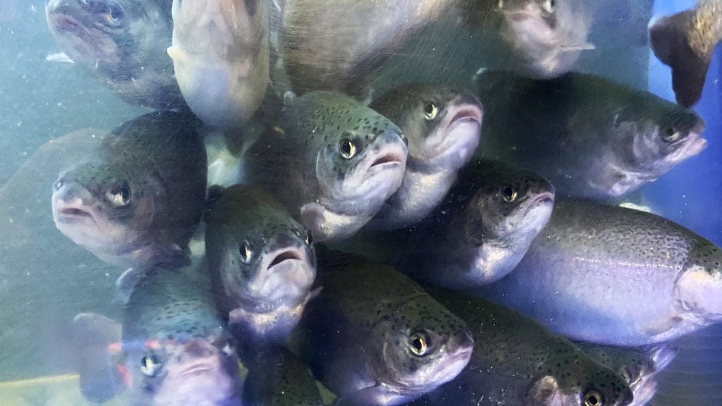 Close-up of rainbow trout swimming in a high-density aquaculture tank, illustrating farming conditions and fish behavior.