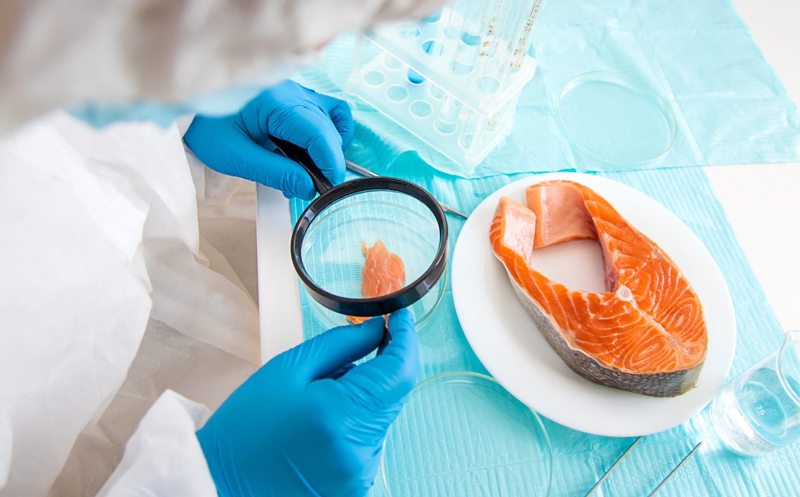 A lab technician wearing protective gloves examines a piece of salmon with a magnifying glass beside a raw salmon steak on a plate, surrounded by petri dishes and laboratory equipment.